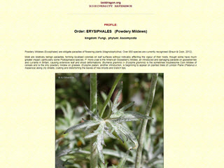 Biodiversity Reference: Erysiphales (Powdery Mildews)