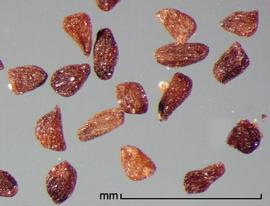   Striga gesnerioides   (Willd.) Vatke seeds