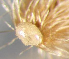  basal scar of achene 