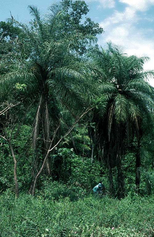 Acrocomia aculeata adult palms in the landscape (MBC photo: 94804P). Photograph courtesy of Montgomery Botanical Center http://www.montgomerybotanical.org/