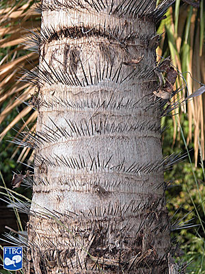Acrocomia aculeata spines on mature stem. Photograph courtesy of Fairchild Tropical Botanical Garden, Guide to Palms http://palmguide.org/index.php