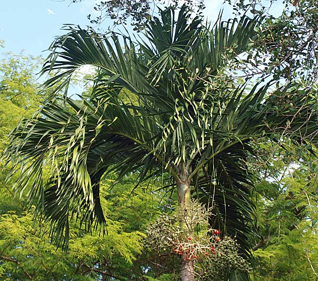 Adonidia merrillii canopy of several leaves, with arching rachis, V-shaped leaflets, drooping leaflet tips