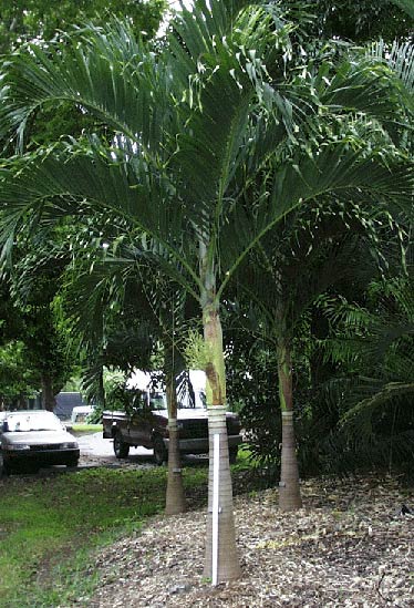 Adonidia merrillii habit (MBC photo: 91590C). Photograph courtesy of Montgomery Botanical Center http://www.montgomerybotanical.org/