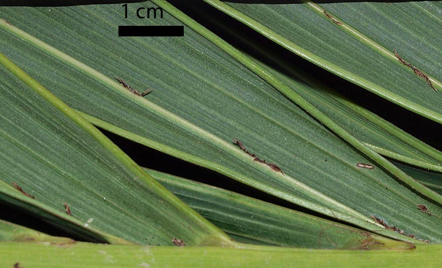 Adonidia merrillii leaflet undersurface with brown ramenta, prominent midrib and secondary veins (cm scale)