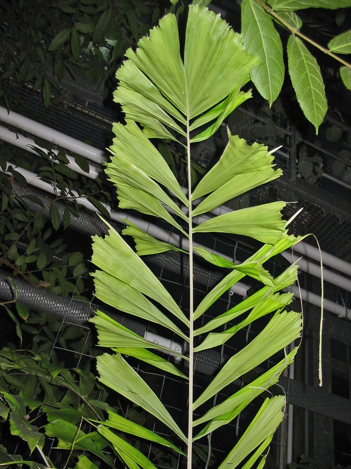Aiphanes horrida leaf in the botanical Garden Jena. Photograph courtesy of Ixitixel, wikipedia http://commons.wikimedia.org/wiki/File:Aiphanes_horrida_(Leaf).jpg