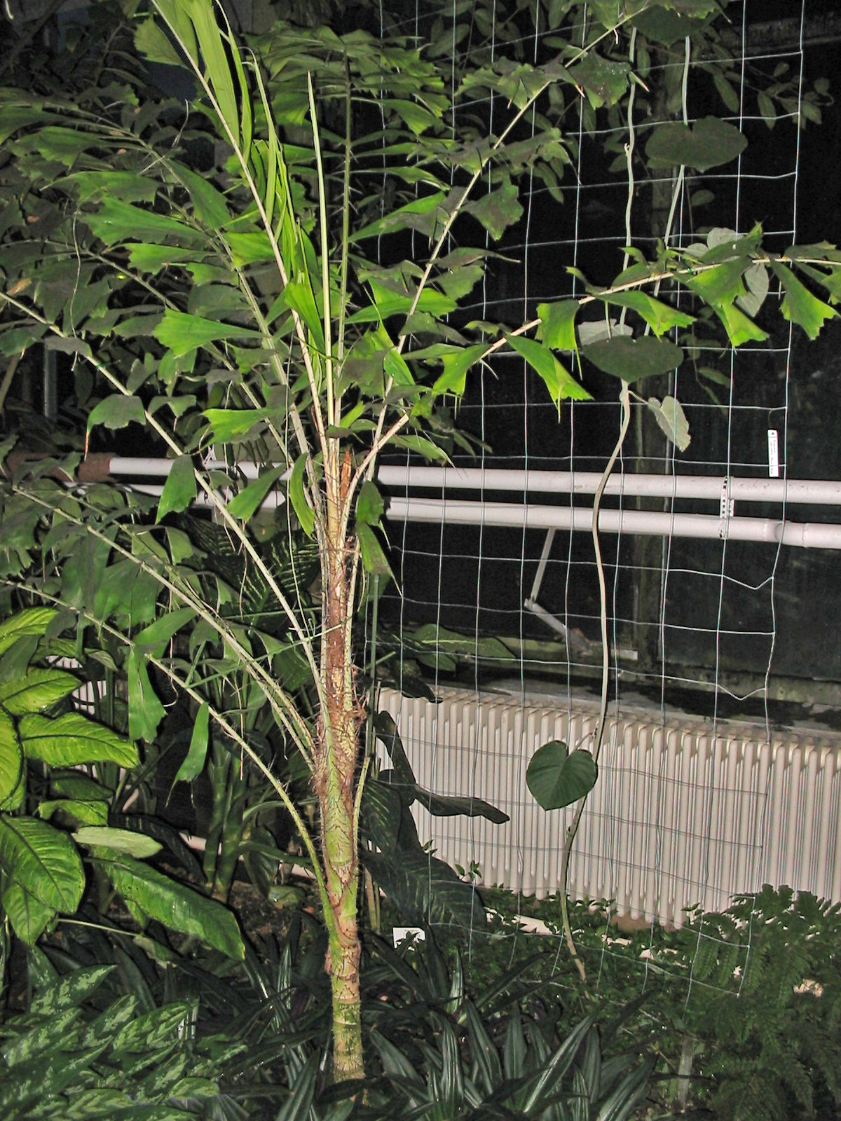 Aiphanes horrida young palm in the botanical Garden Jena. Photograph courtesy of Ixitixel, wikipedia http://en.wikipedia.org/wiki/Aiphanes_horrida