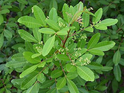 Schinus