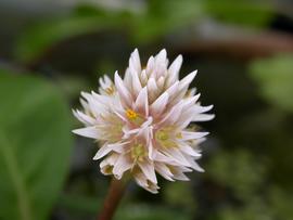   Alternanthera hassleriana  flower head; photo: S.L. Winterton 