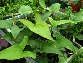   Anubias afzelii , emersed; photo: S.L. Winterton
