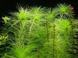   Eriocaulon setaceum , submsersed; photo: S.L. Winterton 