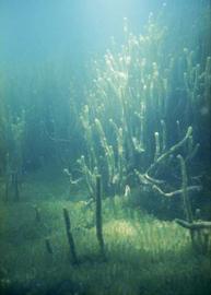   Lagarosiphon major , submersed; photo John Clayton, copy; National Institute of Water amp; Atmospheric Research, New Zealand (NIWS) 