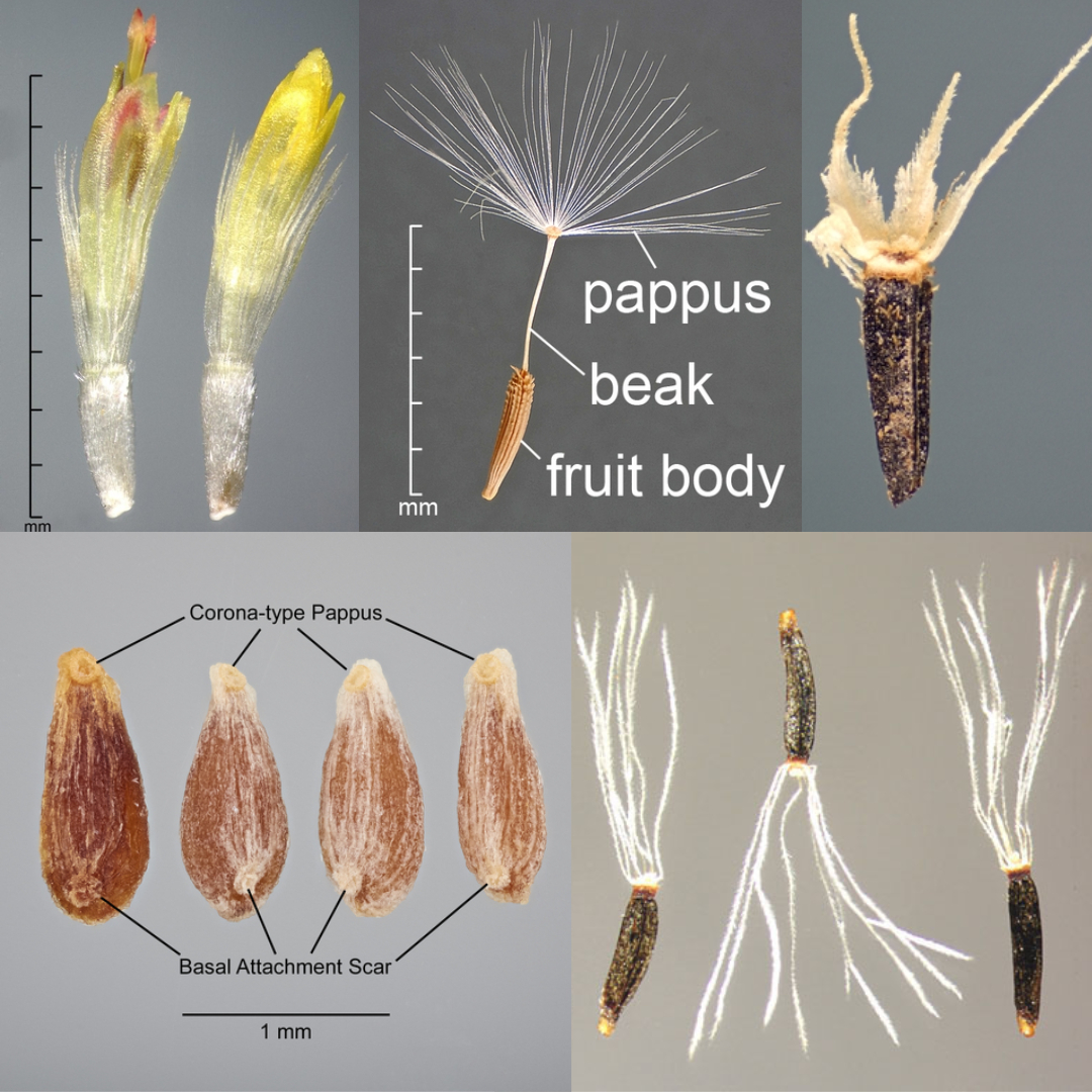Asteraceae achenes with persistent pappus (calyx).