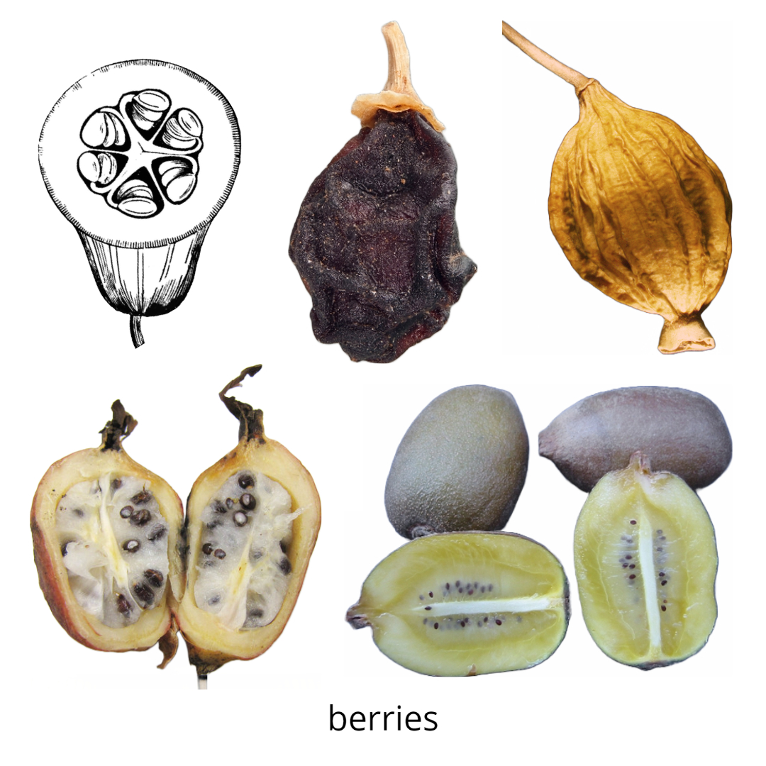 Illustration of berry in transection (top left) and berries whole and in longitudinal section.