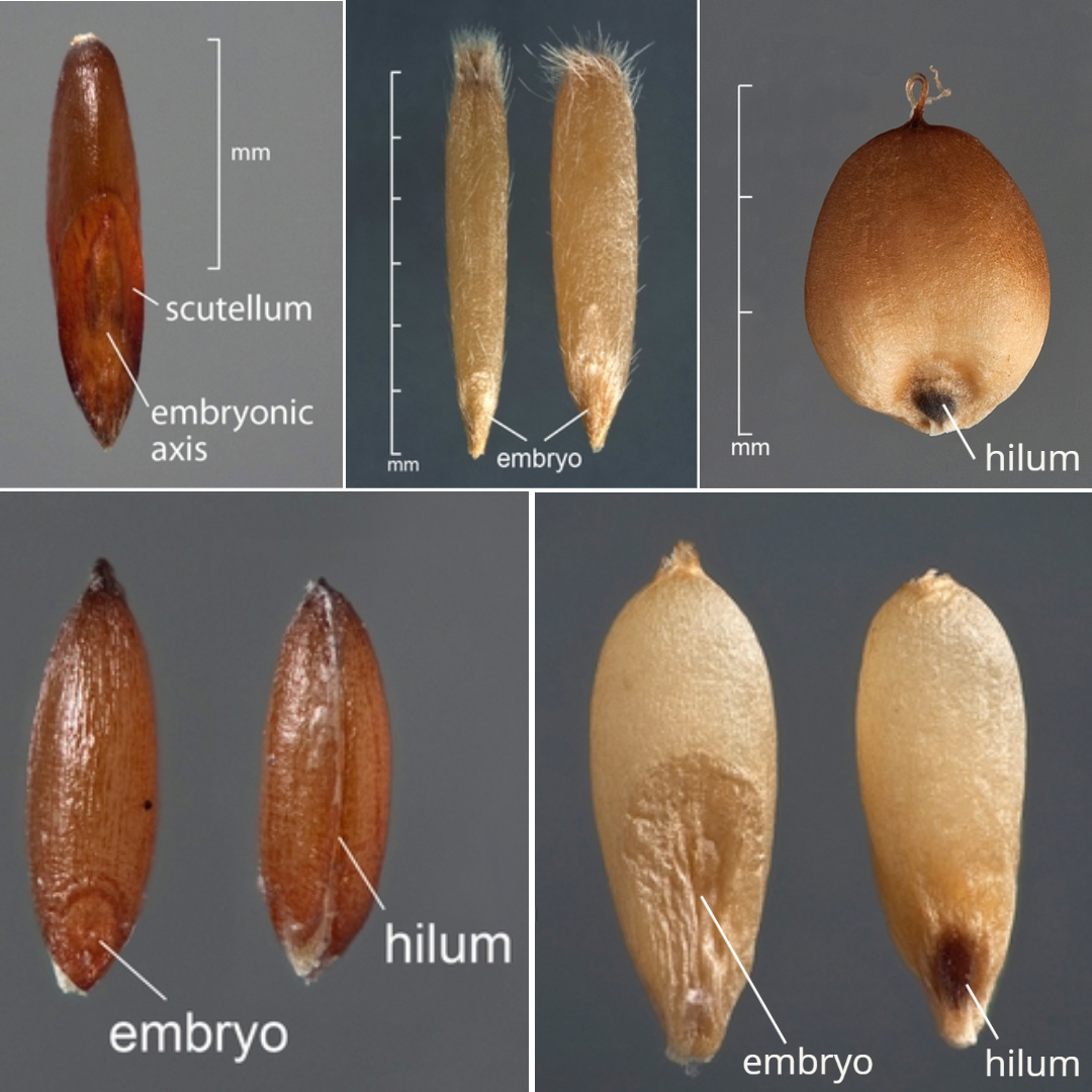 Caryopses with hilum, embryo, and scutellum indicated.