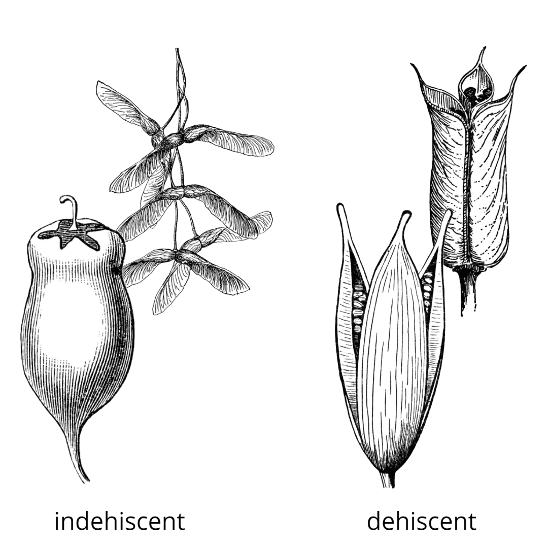 Two indehiscent fruits (left) and two dehiscent fruits (right).
