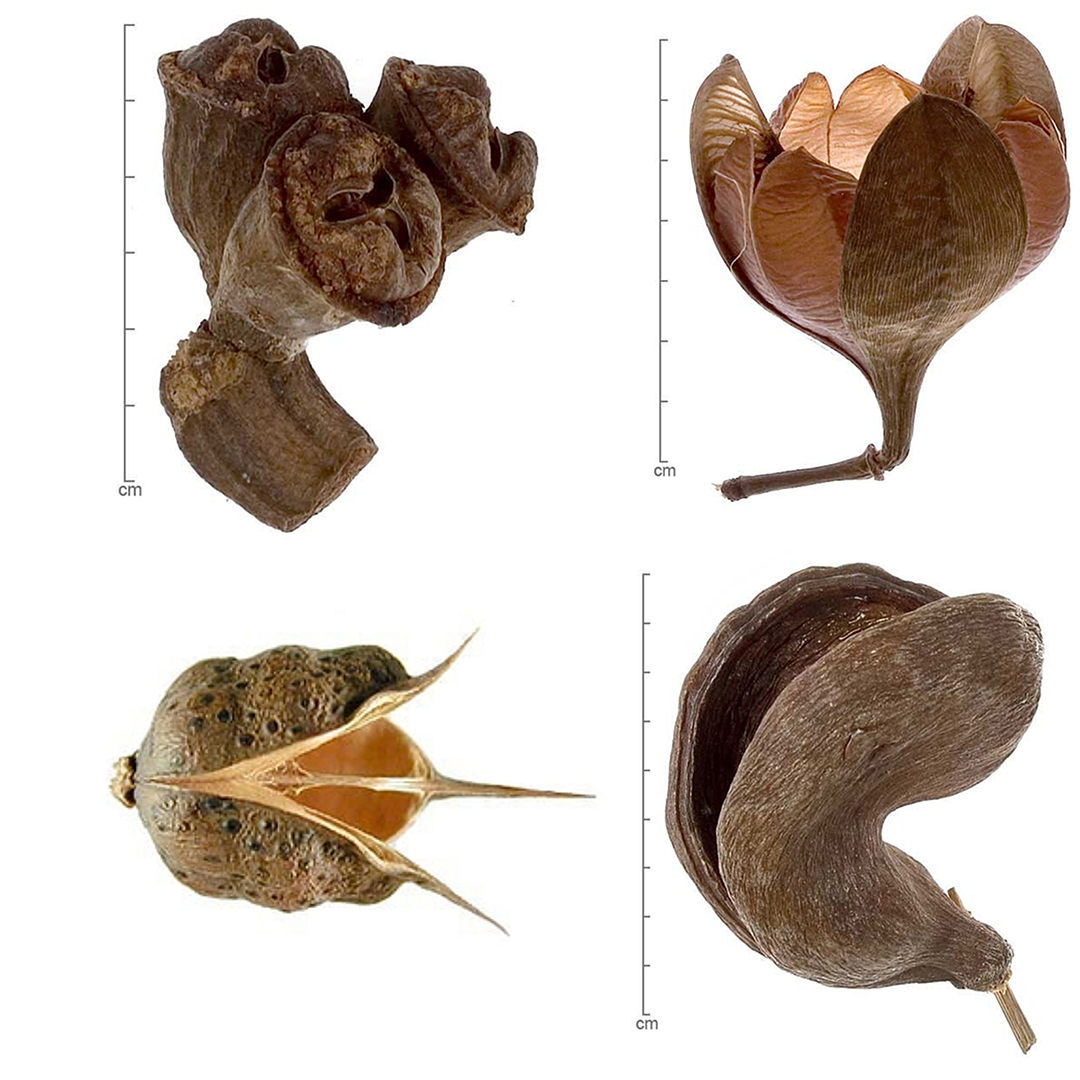 Dehiscent fruit types (without their seeds) that are imported as dried botanicals.