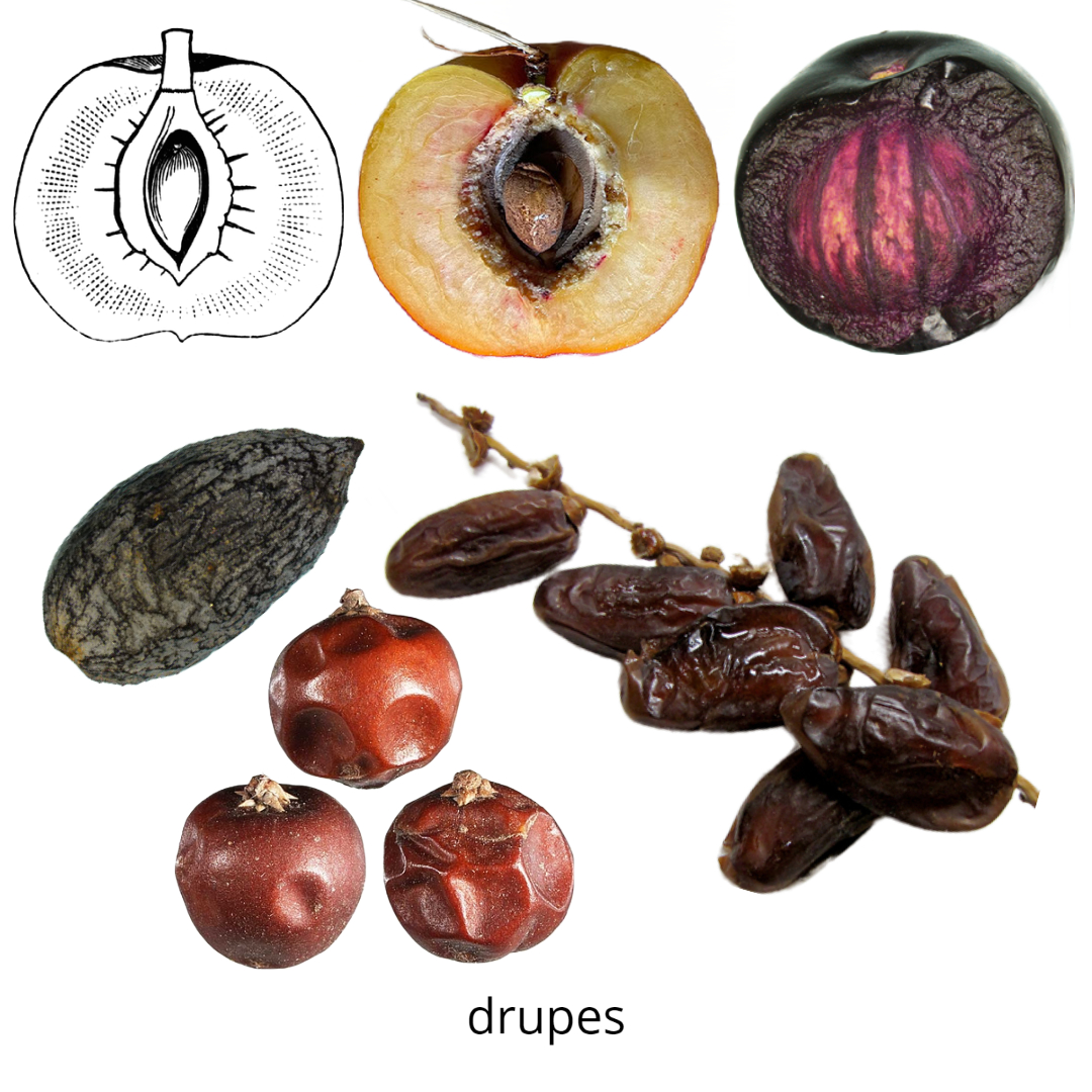 Top row: longitudinal sections of drupes, with drupe in middle showing pit open and seed exposed; bottom row: whole drupes.