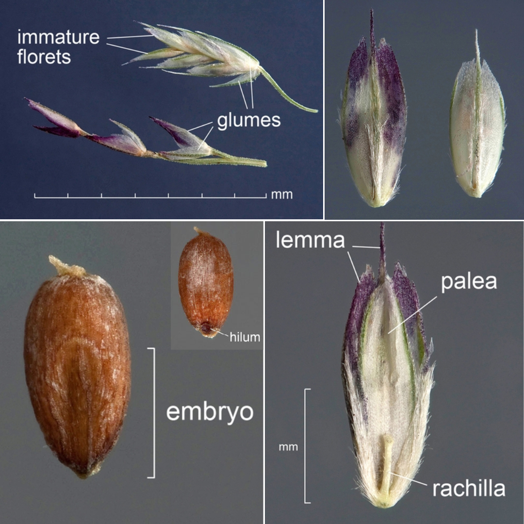 Leptochloa viscida spikelet, floret, and caryopsis, clockwise from upper left: immature spikelet with five florets and three empty glumes in lateral view; florets in dorsal view showing lemma; floret in ventral view showing palea and edges of lemma; caryopsis in dorsal view and in ventral view (inset).