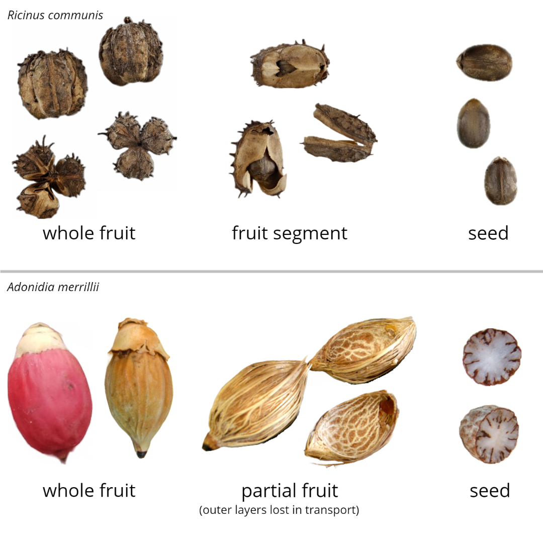 Two species which, as contaminants, may be found as whole fruits, fruit segments, or partial fruits, or as seeds.