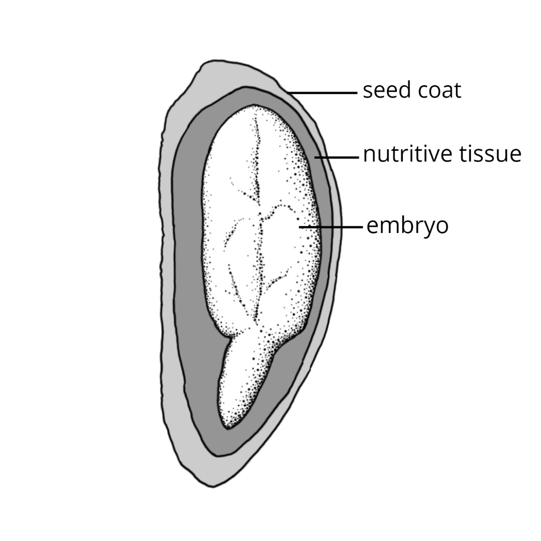 Longitudinal section of seed showing the seed coat, nutritive tissue, and embryo.