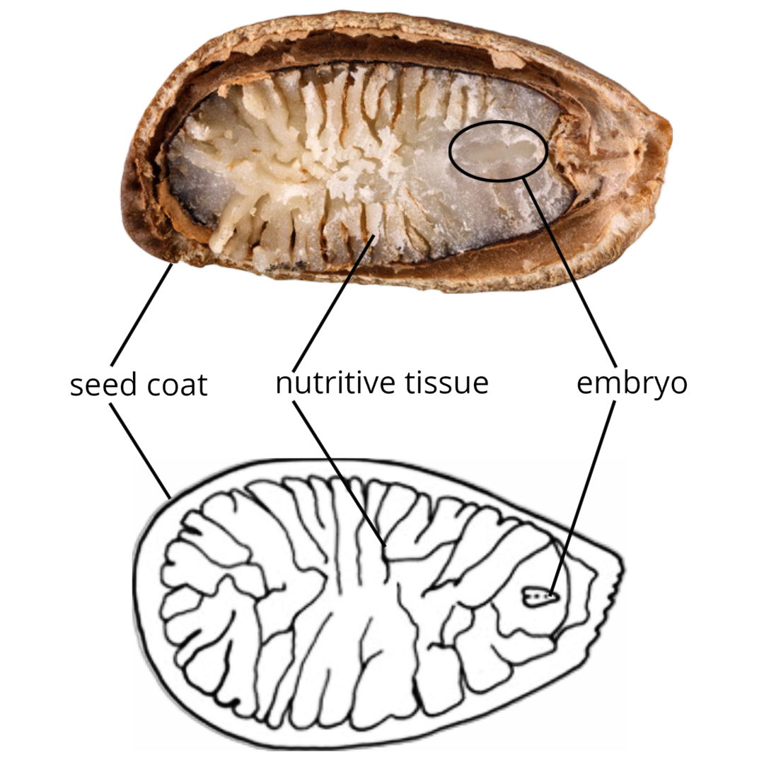 Seed in longitudinal section (top); illustration of a seed of the same genus in longitudinal section (bottom).
