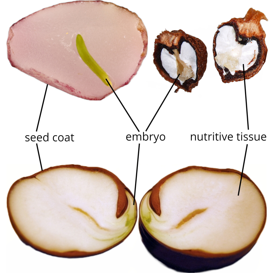 Three seeds in longitudinal section showing variation in embryo size and shape.