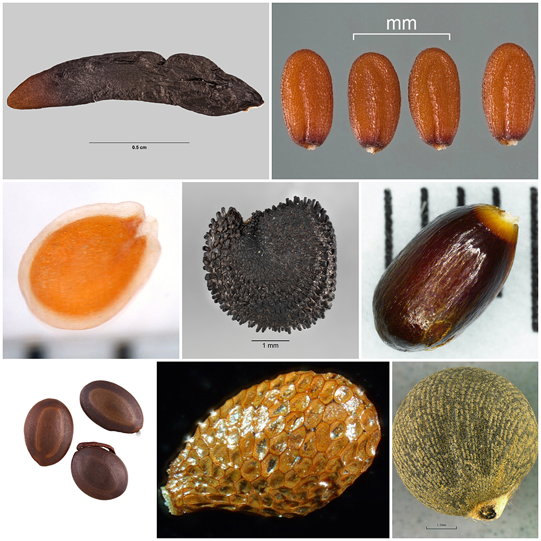 Seeds showing differences in size, shape, color, and surface relief.