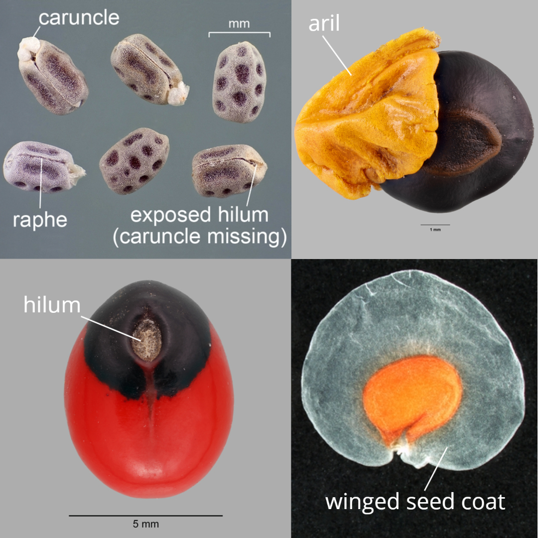 Seeds with hilum and other surface structures indicated.