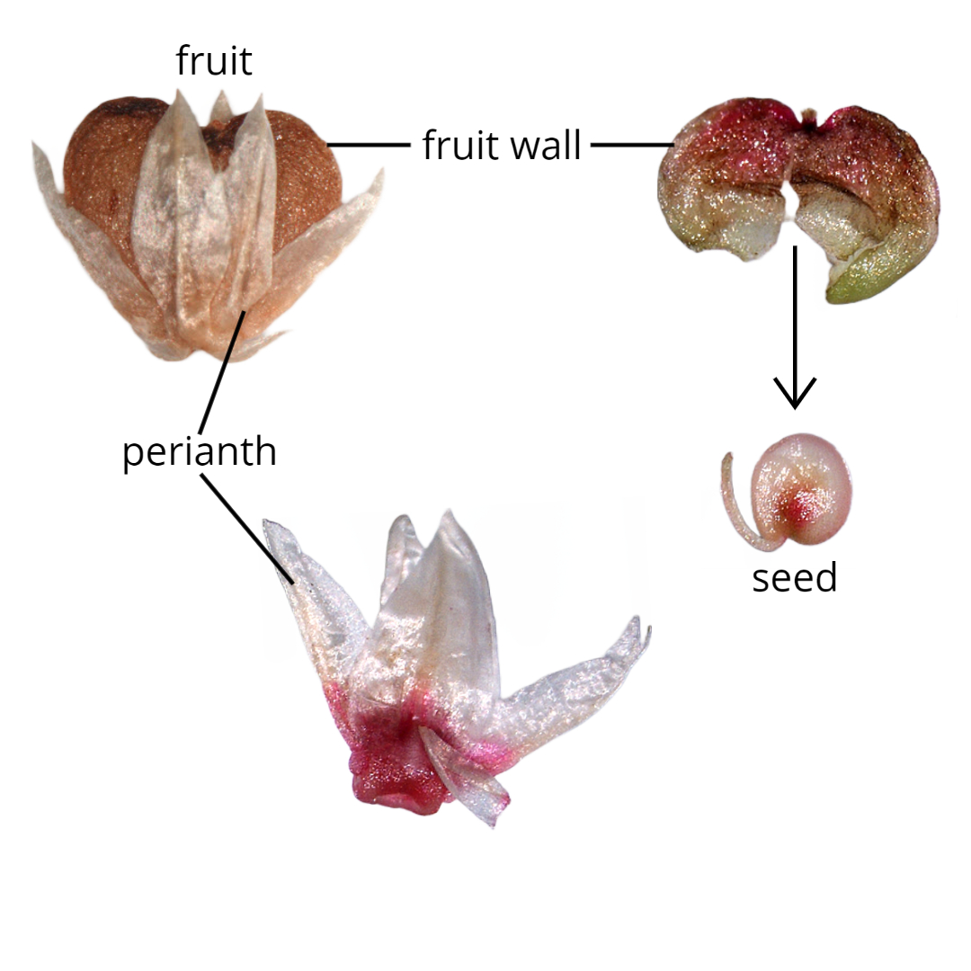 Single-seeded fruit with persistent perianth (upper left); same fruit with removed perianth, fruit wall split open, and extracted seed.