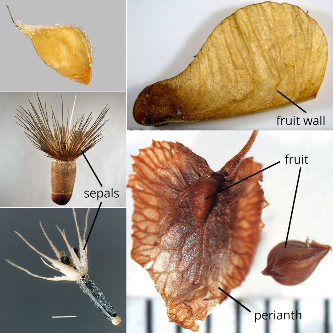 Single-seeded fruits with accessory structures, clockwise from upper left: persistent style; winged fruit wall; persistent winged perianth attached to fruit and fruit removed from perianth; two examples of persistent perianths.