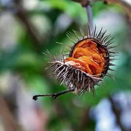   Fruit,nbsp;seeds:   Allamanda blanchetii ; Photo by Mauricio Mercadante, flickr
