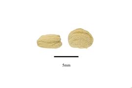   Fruit:     Panax ginseng ; Photo by R. Gibbons, USDA APHIS PPQ, Kirkbride et al. (2006)
