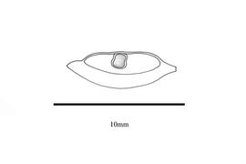   Embryo:   Commelina africana ; Illustration by K. Parker, Kirkbride et al. (2006) 
