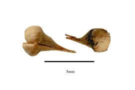  Seed:  Ceratopetalum gummiferum ; Photo by R. Gibbons, USDA APHIS PPQ, Kirkbride et al. (2006)

