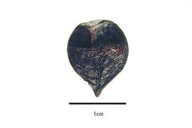  Seed:  Davidsonia pruriens ; Photo by R. Gibbons, USDA APHIS PPQ, Kirkbride et al. (2006)
