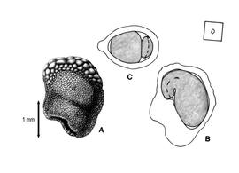   Seed, embryo:   Harrisia martinii ; Illustration by K. Parker, Gunn  Ritchie (1998)
