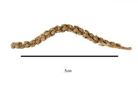  Fruit:  Hydrostachys plumosa ; Photo by R. Gibbons, USDA APHIS PPQ, Kirkbride et al. (2006)
