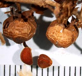   Fruits,nbsp;seeds:   Ipomoea  sp.; Photo by A. Margina, USDA APHIS PPQ, imageID.idtools.org
