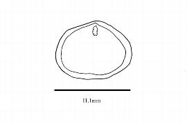  Embryo:  Magnolia campbellii ; Illustration by K. Parker, Kirkbride et al. (2006)
