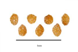  Seeds:  Pentaphragma sinense ; Photo by R. Gibbons, USDA APHIS PPQ, Kirkbride et al. (2006)
