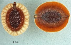   Fruits:   Tordylium  sp.; Photo by M. Creller, USDA APHIS PPQ, imageID.idtools.org
