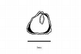   Embryo:   Saurauia scabrida ;nbsp;Illustration by K. Parker, Kirkbride et al. (2006)
