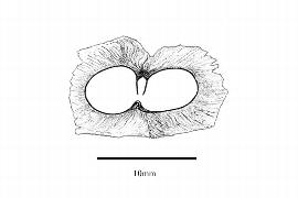   Embryo:   Catalpa speciosa ;nbsp;Illustration by K. Parker, Kirkbride et al. (2006)
