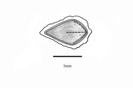   Embryo:   Amsinckia calycina :nbsp;Illustration by K. Parker, Kirkbride et al. (2006)
