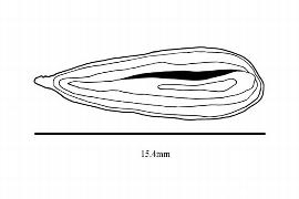   Embryo:   Laguncularia racemosa ;nbsp;Illustration by K. Parker, Kirkbride et al. (2006)
