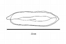   Embryo:   Quisqualis indica ;nbsp;Illustration by K. Parker, Kirkbride et al. (2006)
