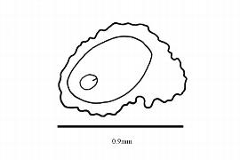   Embryo:   Sarcodes sanguinea ;nbsp;Illustration by K. Parker, Kirkbride et al. (2006)
