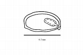   Embryo:   Sarcotheca  sp.;nbsp;Illustration by K. Parker, Kirkbride et al. (2006)
