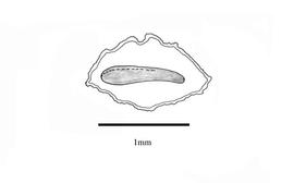   Embryo:     Linaria triphylla ;nbsp;Illustration by K. Parker, Kirkbride et al. (2006)
