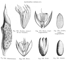   Fruit, seed:   Spathanthus unilateralis ; Illustration by H. Baillon, Histoire des Plantes 13 (1895),nbsp;courtesy of Watson and Dallwitz 1992 onwards 
